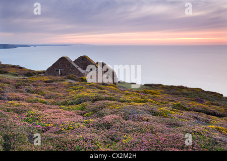 Fioritura heather che circonda i resti dell'edificio calcinatore a Wheal Coates Miniera di stagno nei pressi di Sant Agnese, Cornwall, Inghilterra. Foto Stock