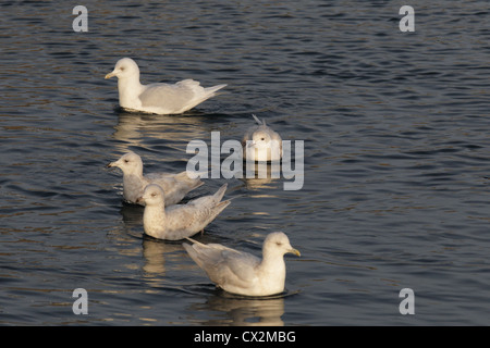 Islanda Gabbiani Larus Glaucoides adulto (retro), il quarto inverno (in primo piano) e tre secondi gli inverni, Shetland, Scotland, Regno Unito Foto Stock
