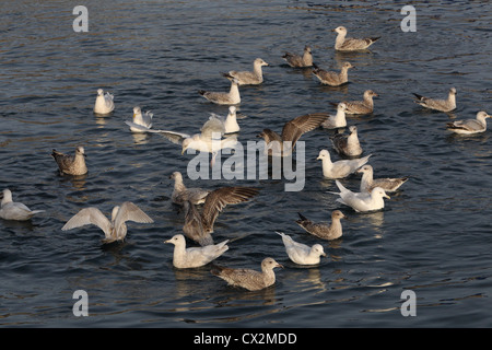 Islanda Gabbiani Larus glaucoides, Shetland, Scotland, Regno Unito Foto Stock