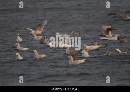 Islanda Gabbiani Larus glaucoides, Shetland, Scotland, Regno Unito Foto Stock