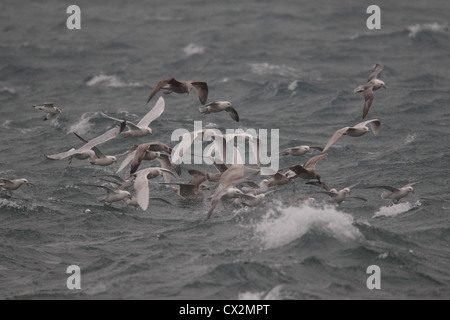 Islanda Gabbiani Larus glaucoides, Shetland, Scotland, Regno Unito Foto Stock
