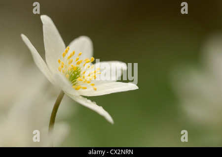 Legno Anemone Anemone nemorosa , unico fiorellino sporgente al di sopra di altri sul pavimento del bosco, Essex, Aprile Foto Stock