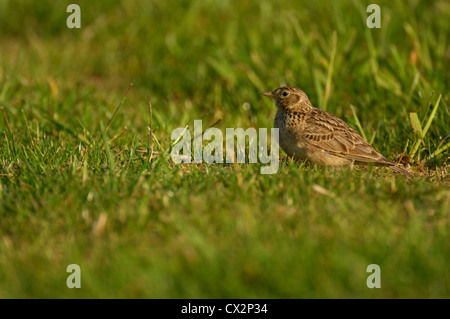 Allodola Alauda arvense hunckered verso il basso nel campo, Essex, può Foto Stock