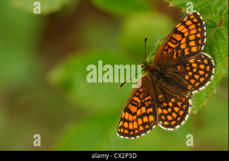 Heath Fritillary Melitaea athalia a riposo sul rovo sappling, Essex, Giugno Foto Stock