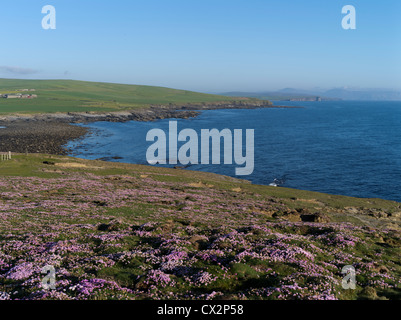 Dh Marwick testa BIRSAY Orkney Sea Cliff in alto mare di fiori rosa Oceano Atlantico settentrionale costa Marwick Bay Foto Stock