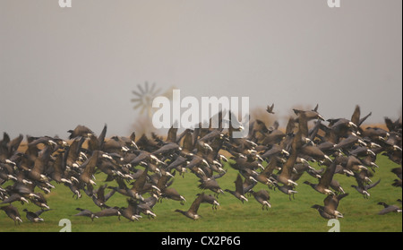 Brent oche Branta bernicla gregge di decollare da terreni agricoli Old Hall paludi riserva RSPB Essex Dicembre Foto Stock