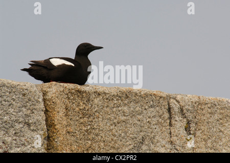 Black Guillemot (Cepphus grylle) a riposo sulla parete del porto, Irlanda, Giugno 2007 Foto Stock