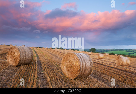 Le balle di paglia in un campo al di sotto di un rosa tramonto Cielo, Eastington, Devon, Inghilterra. Estate (Agosto 2012). Foto Stock