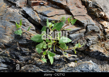 Credeva di essere la lancia-lasciava Orache / Atriplex hastata. Foglie giovani può essere foraged e consumare cotti. Foto Stock