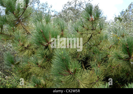 Foglie e pigne di un vecchio pino di Monterey / Pinus radiata contro il Cielo di estate. In California, dove è un nativo, è in via di estinzione. Foto Stock