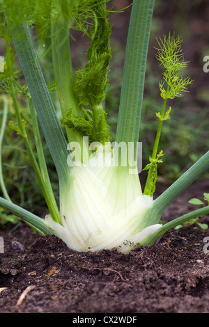 Foeniculum vulgare var. azoricum. Firenze finocchio 'Montebianco' in crescita in un orto. Foto Stock