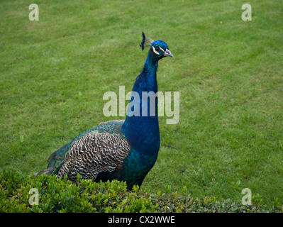 Immagine da Praga - un pavone in giardino Wallenstein Foto Stock