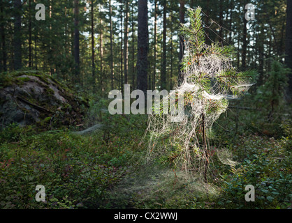 Piccolo albero di pino catture in una ragnatela Foto Stock