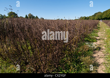 Campo di colza maturi per la mietitura, Hertfordshire, Regno Unito. Foto Stock