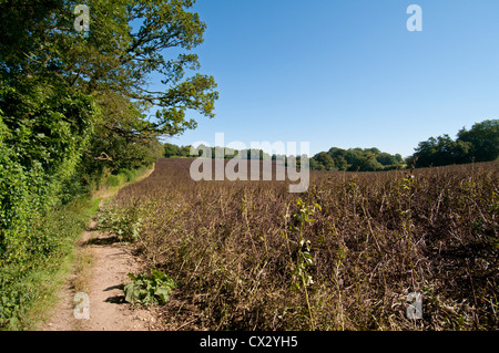 Campo di colza maturi per la mietitura, Hertfordshire, Regno Unito. Foto Stock