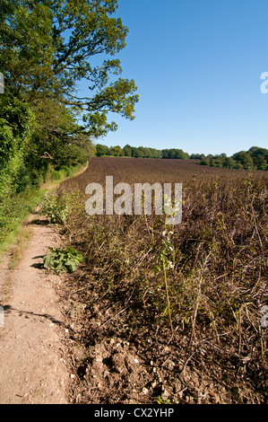 Campo di colza maturi per la mietitura, Hertfordshire, Regno Unito. Foto Stock