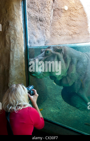 Wowman prende foto pf ippopotamo underwater Foto Stock