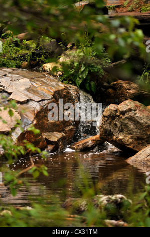 Piscine forma nel flusso lungo il Marshall Gulch Trail, Mount Lemmon, Santa Catalina Mountains, Deserto Sonoran, Arizona, Stati Uniti. Foto Stock