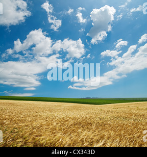 Golden harvest sotto il cielo nuvoloso Foto Stock