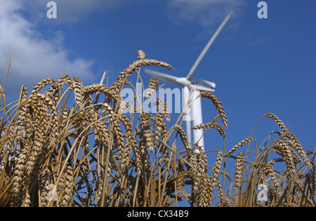 Blood Hill Wind Farm vicino a Winterton in Norfolk Inghilterra al momento del raccolto Foto Stock