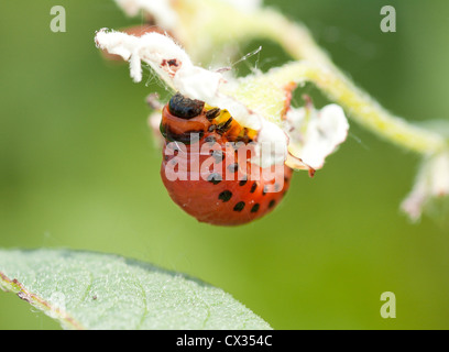 Colorado beetle larva su una foglia di patata mangiarlo Foto Stock