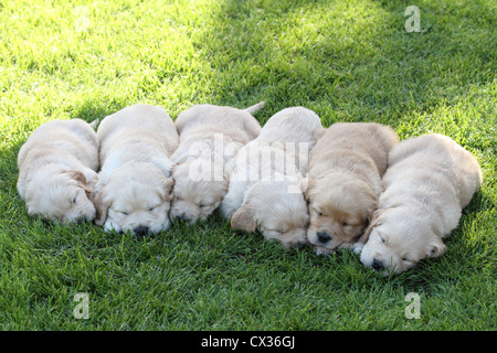 Golden Retriever cuccioli Foto Stock