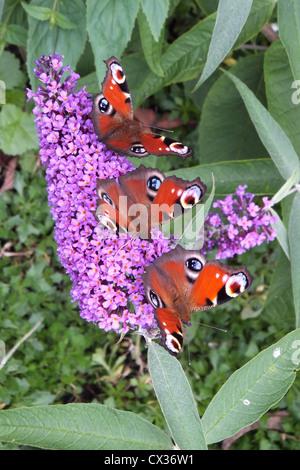 Tre farfalle di Pavone su un buddleia flower. Foto Stock