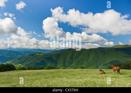 Cavallo al pascolo nelle montagne dei Carpazi Foto Stock