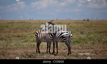 Due zebre resto le loro teste su uno un altro di spalle nella metà giorno il calore del Serengeti. Parco Nazionale del Serengeti, Tanzania Foto Stock