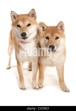 Shiba Inu due adulti in piedi in un studio REGNO UNITO Foto Stock