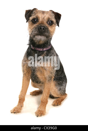 Border Terrier unico cucciolo bambino seduto in un studio REGNO UNITO Foto Stock