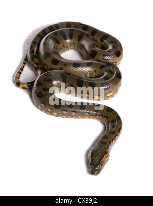 Anaconda verde Eunectes murinus singolo adulto in un studio Foto Stock