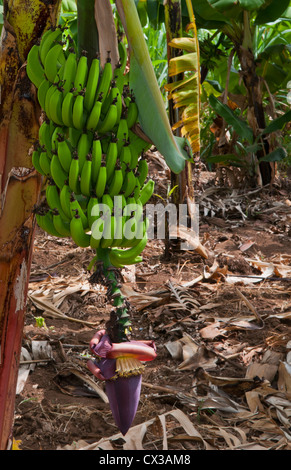 Tanzania Africa villaggio di zanzara Mto Wa Mbu città villaggio con banane aziende agricole Foto Stock