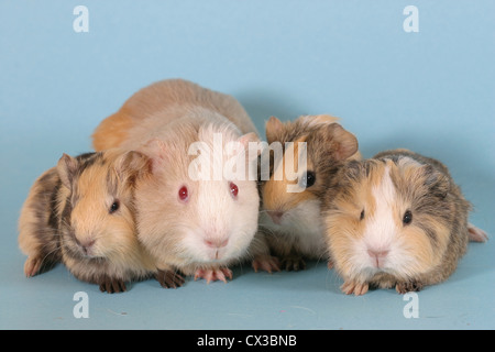 La cavia Foto Stock