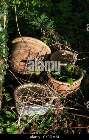 Il vecchio impianto di terracotta pots trascurata in giardino Foto Stock