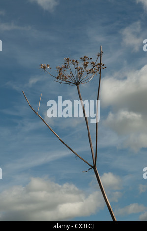 Yarrow impianto seadhead stagliano luminoso cielo blu con nuvole bianche Foto Stock