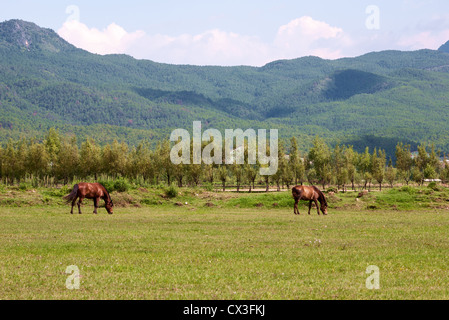 Due cavalli pascolano sul prato con sfondo di montagna a Lijiang, nella provincia dello Yunnan in Cina Foto Stock