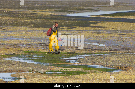 Uomo che porta il suo sacchetto di raccolta di frutti di Hayling Island velme. Foto Stock