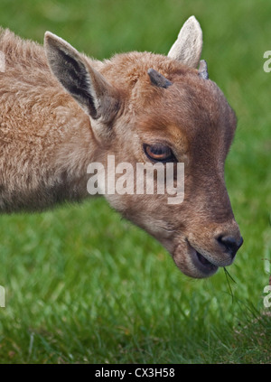 Mufloni (Ammotragus lervia) capretti Foto Stock