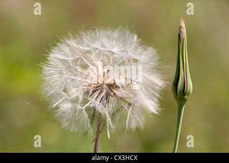 Salsefrica; Tragopogon porrifolius; seme head e bud; Regno Unito Foto Stock
