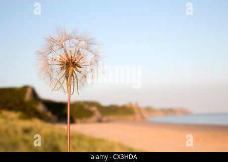 Salsefrica; Tragopogon porrifolius; seme head; Regno Unito; coste Foto Stock