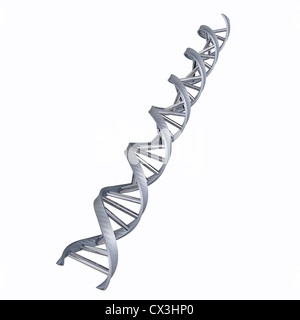 Alfa DNS Doppelhelix auf weissem Hintergrund - elica di DNA con la nucleobase Foto Stock