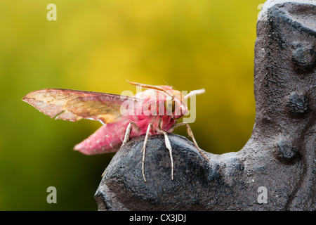 Piccolo Elephant Hawkmoth; Deilephila porcellus; Giardino ; Regno Unito Foto Stock