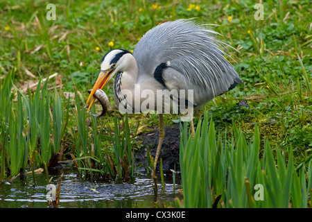 Airone cinerino (Ardea cinerea) mangiare pesce pescato nel becco, Germania Foto Stock