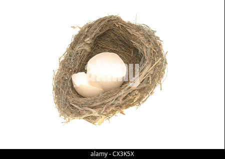 Nido di uccelli e di rotture di gusci uovo isolato su sfondo bianco Foto Stock