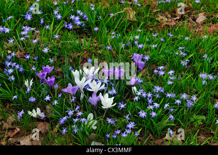 Chionodoxa colonie e crochi vicino giardino percorso, maggiore Sudbury, Ontario, Canada Foto Stock