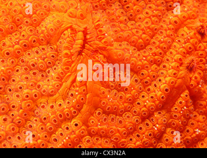 Colonie di Ascidian (Bortulloides tendente al violaceo) Giappone Mare, Estremo Oriente, Primorsky Krai, Federazione russa Foto Stock