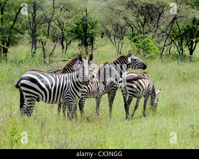 La Burchell Zebra ( Equus burchelli ) piccolo gruppo cercare riparo dal sole. Foto Stock