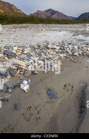 Wolf (Canus lupus) vie croce una barra di ghiaia lungo il fiume Noatak nei cancelli dell'Artico National Park, AK, STATI UNITI D'AMERICA. Foto Stock