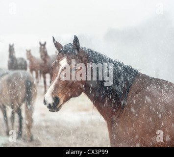 Mare in tempesta di neve Foto Stock